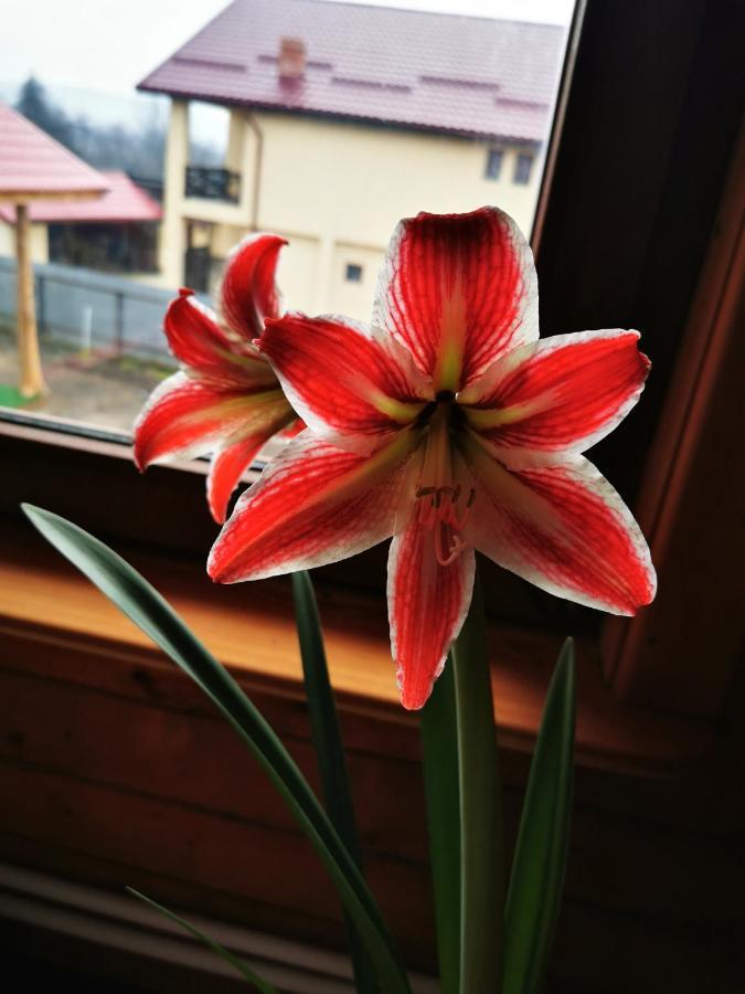 Jugul Taranului Agropensiune Polovragi, Gorj Villa Eksteriør billede